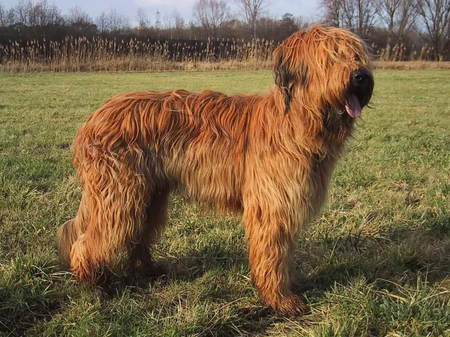 Photo d'un chien de race Berger de Brie (Briard)