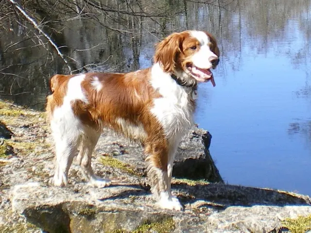 Photo d'un chien de race Épagneul breton