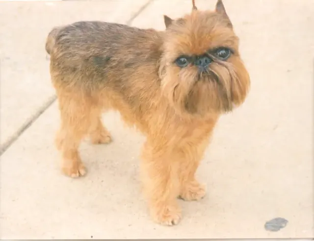 Photo d'un chien de race Griffon bruxellois