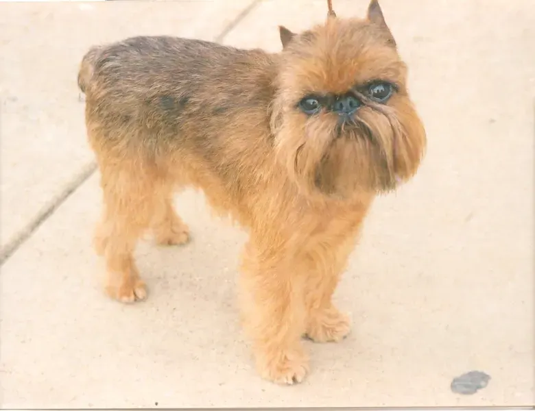 Photo d'un chien de race Griffon bruxellois