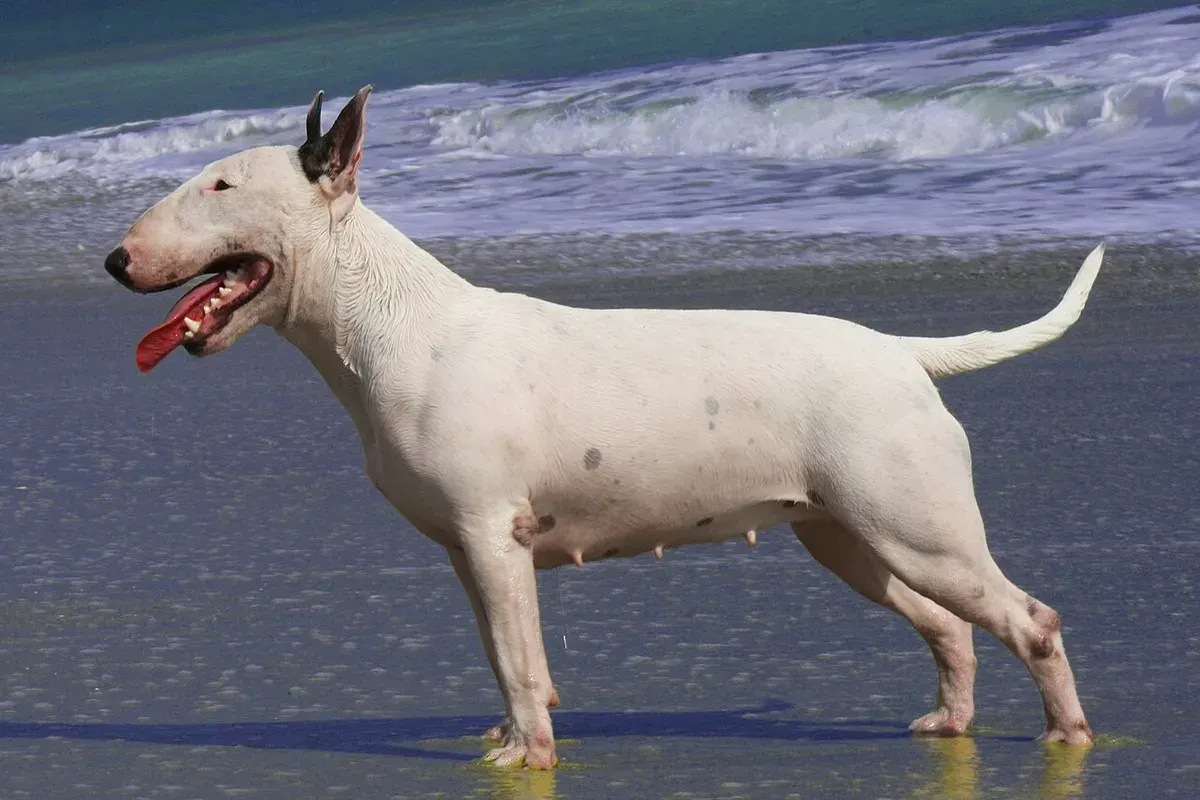 Photo d'un chien de race Bull Terrier