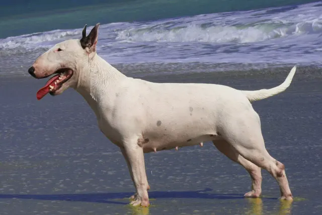Photo d'un chien de race Bull Terrier