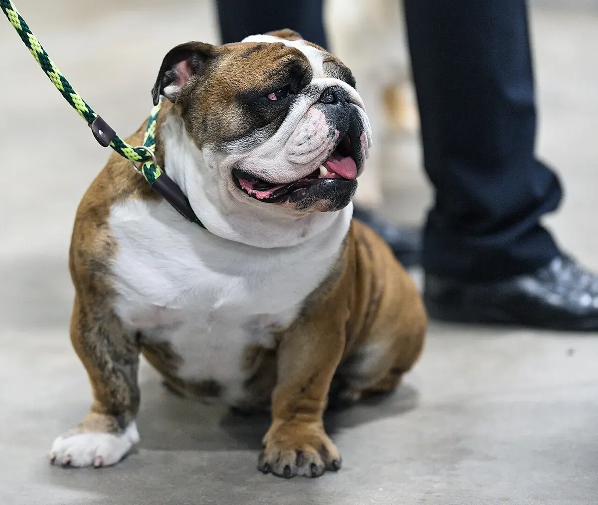 Photo d'un chien de race Bulldog anglais
