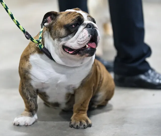 Photo d'un chien de race Bulldog anglais