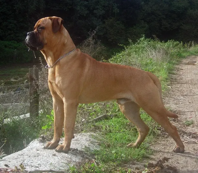 Photo d'un chien de race Bullmastiff