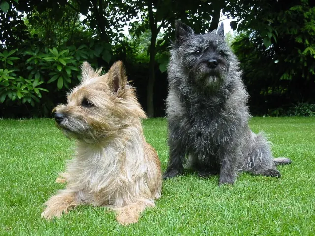 Photo d'un chien de race Cairn Terrier