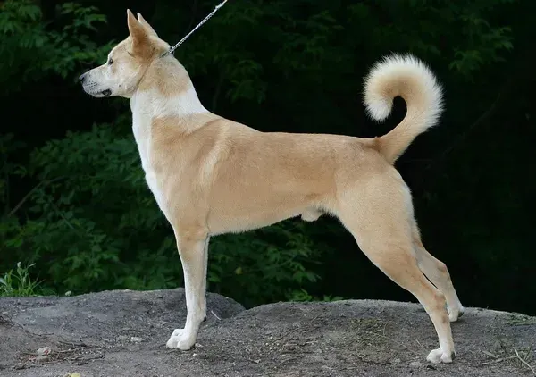 Photo d'un chien de race Chien de Canaan