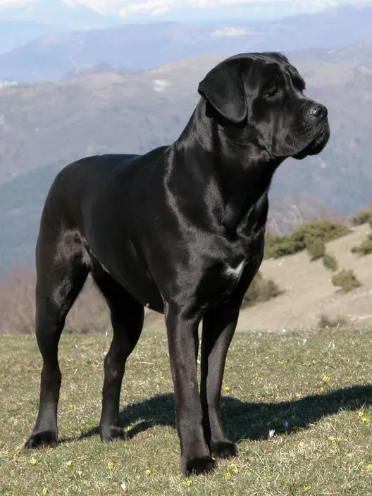 Photo d'un chien de race Cane Corso