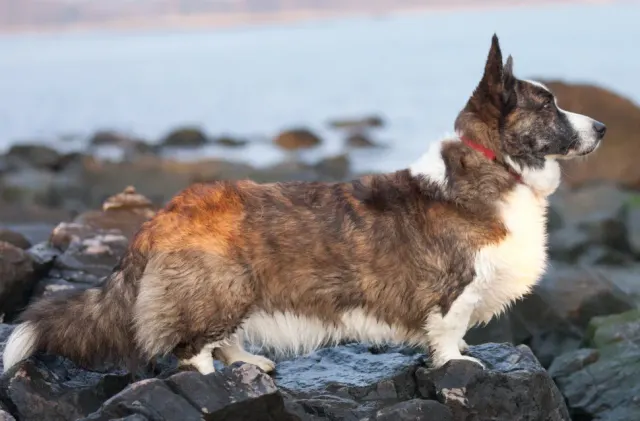 Photo d'un chien de race Welsh Corgi Cardigan