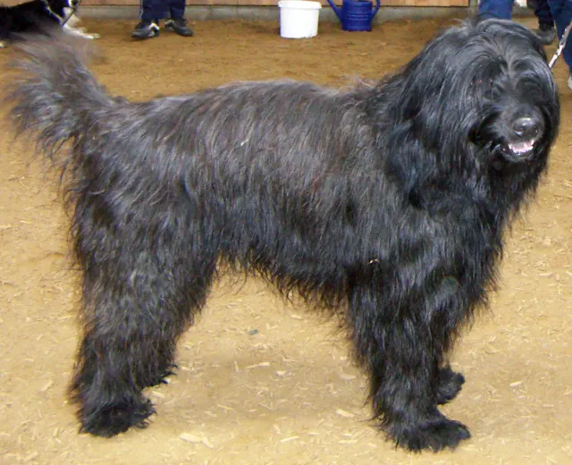 Photo d'un chien de race Berger catalan