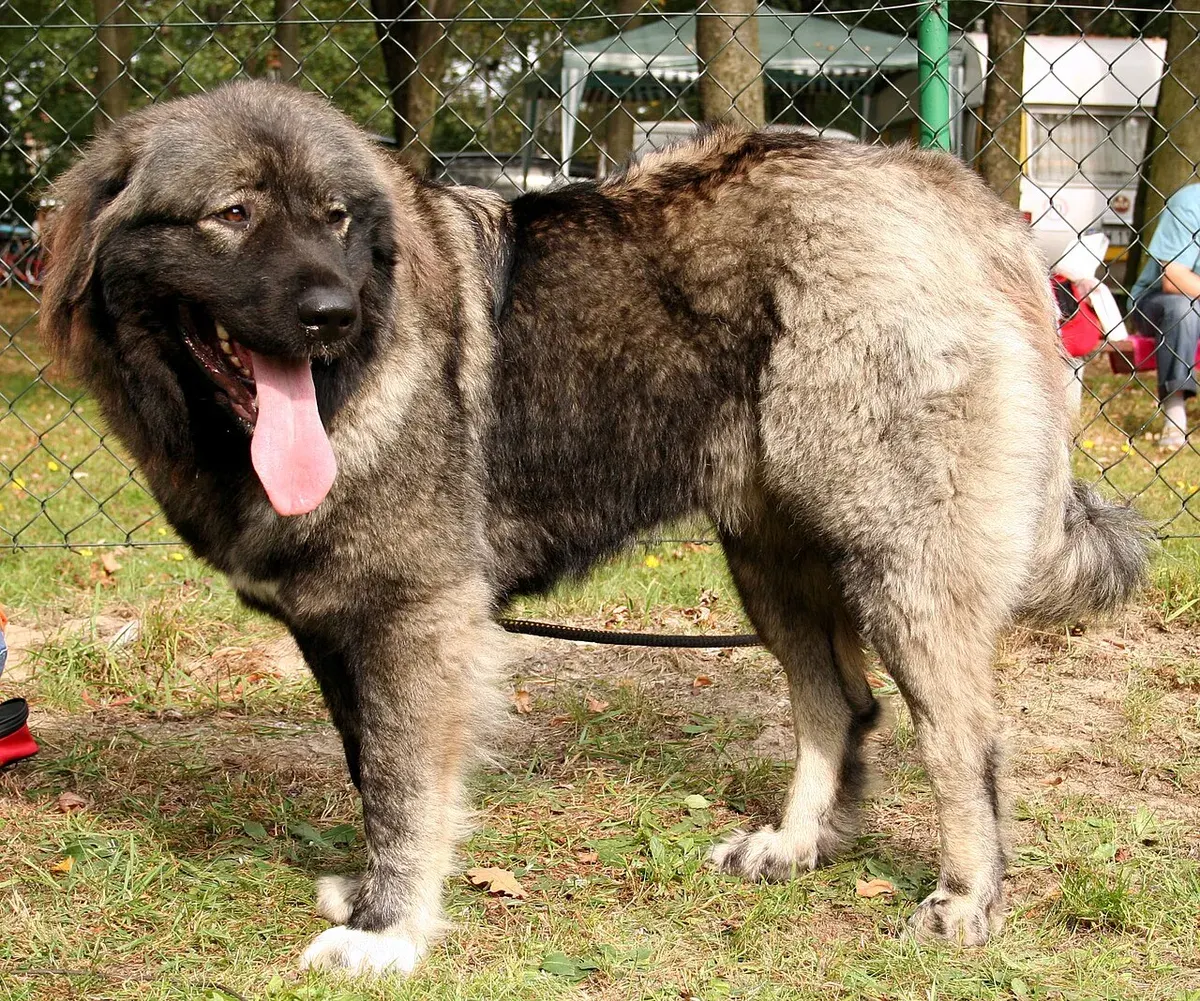 Photo d'un chien de race Berger du Caucase