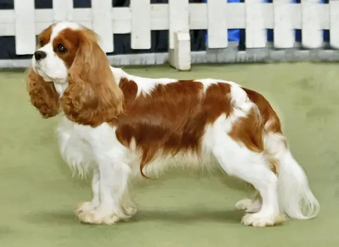 Photo d'un chien de race Cavalier King Charles