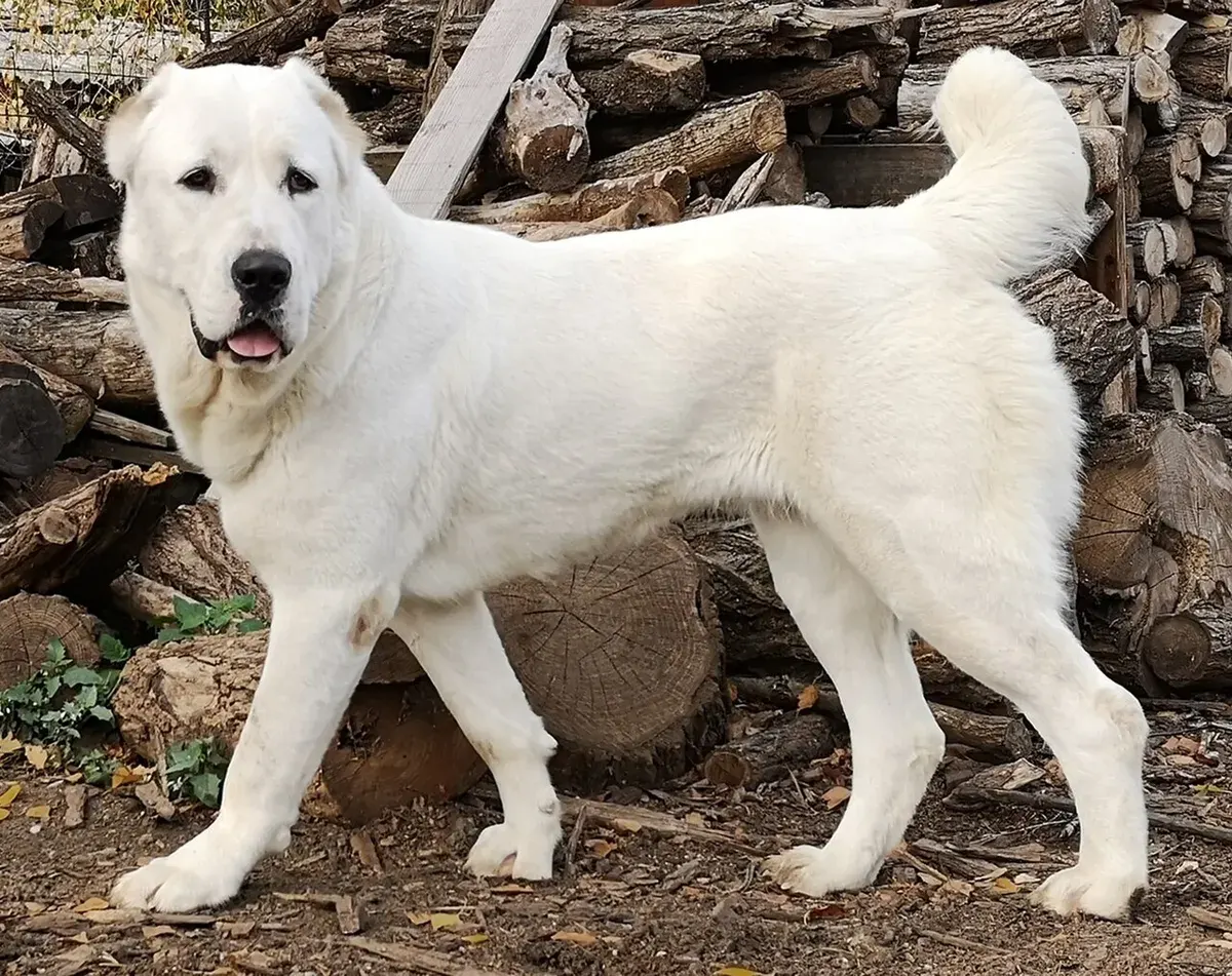 Photo d'un chien de race Berger d'Asie centrale