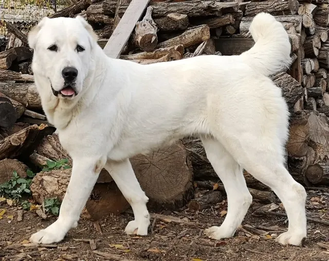 Photo d'un chien de race Berger d'Asie centrale