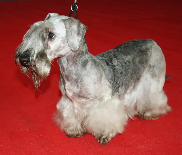 Photo d'un chien de race Terrier tchèque