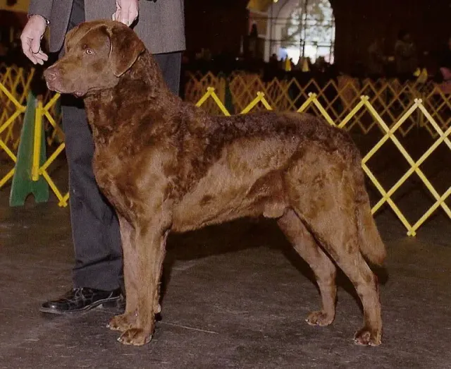 Photo d'un chien de race Retriever de la baie de Chesapeake