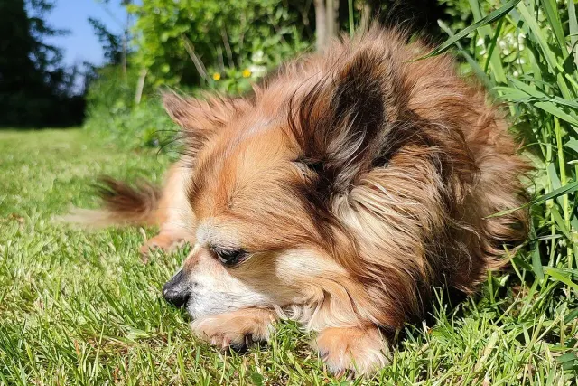 Photo d'un chien de race Chihuahua