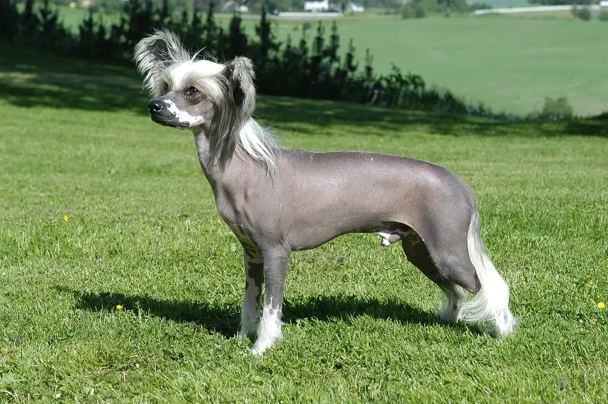 Photo d'un chien de race Chien chinois à crête