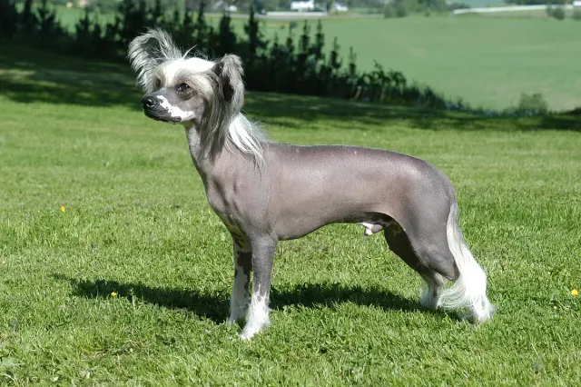 Photo d'un chien de race Chien chinois à crête