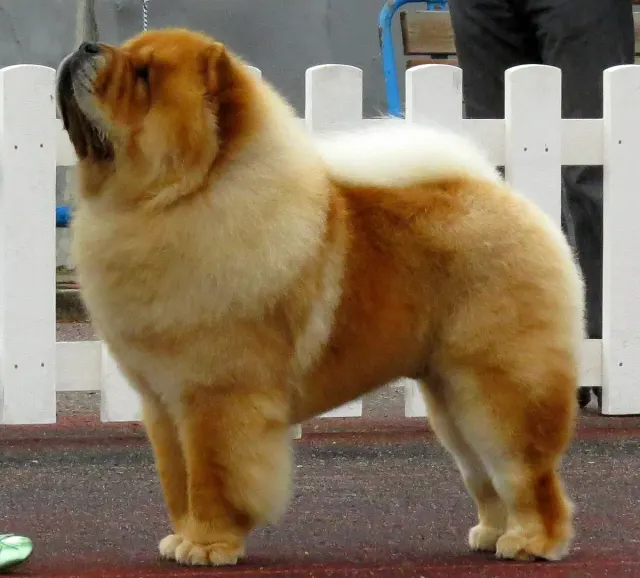 Photo d'un chien de race Chow-chow
