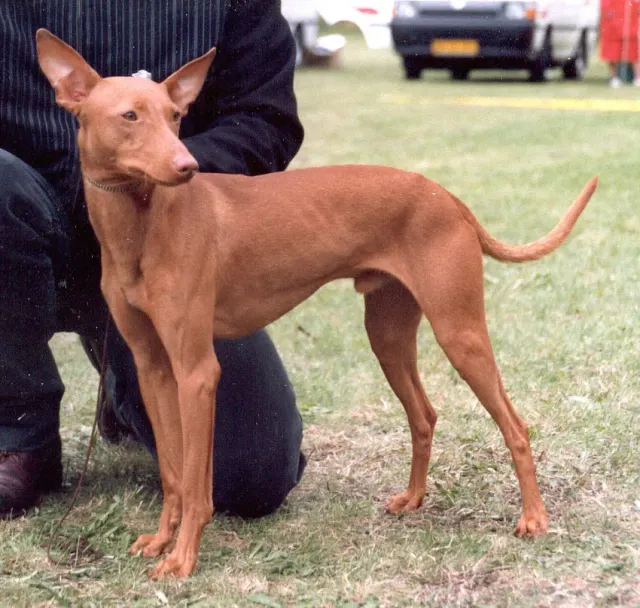 Photo d'un chien de race Cirneco de l'Etna