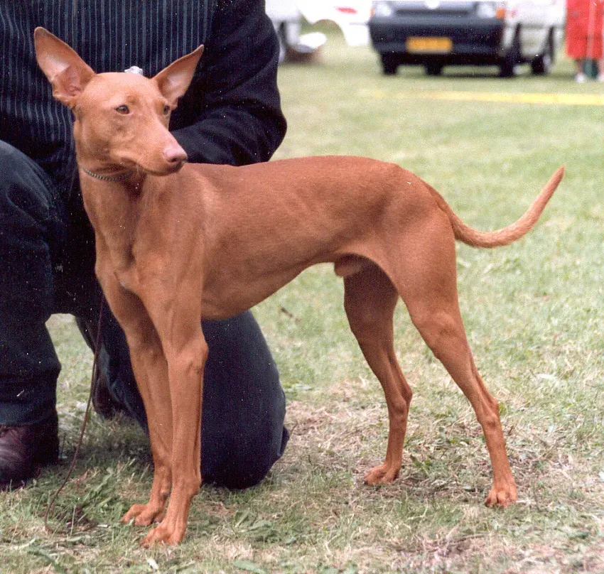 Photo d'un chien de race Cirneco de l'Etna