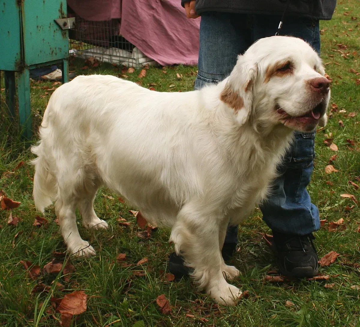 Photo d'un chien de race Clumber Spaniel