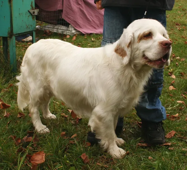 Photo d'un chien de race Clumber Spaniel