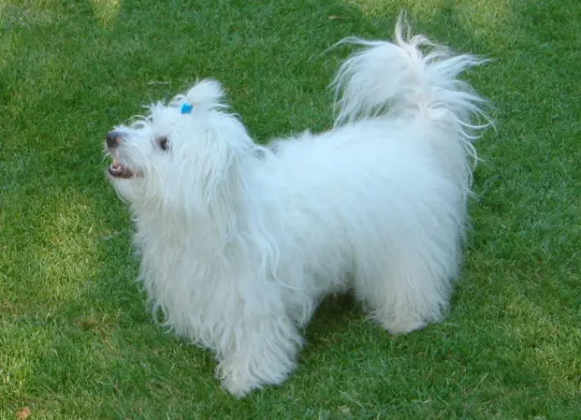 Photo d'un chien de race Coton de Tuléar