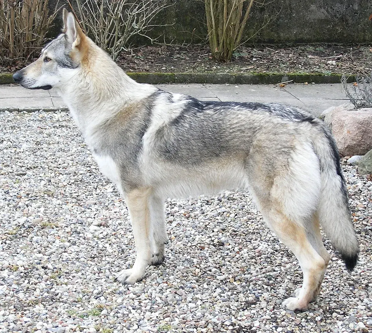 Photo d'un chien de race Chien-loup tchécoslovaque