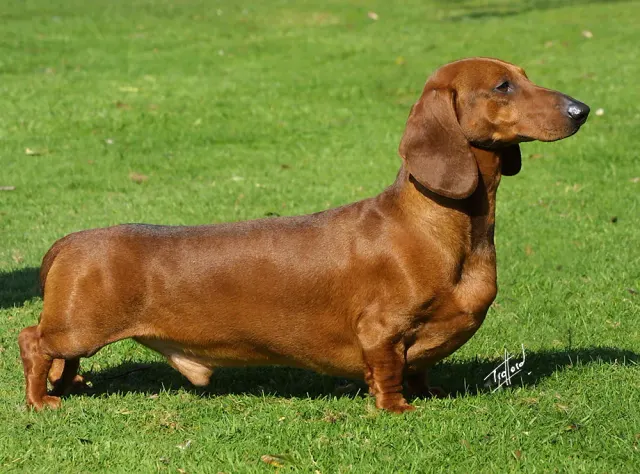 Photo d'un chien de race Teckel