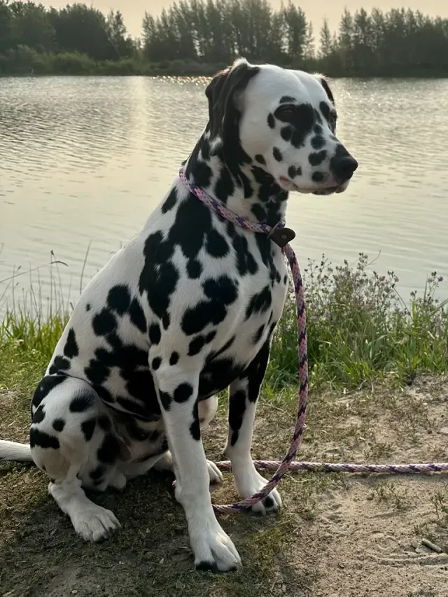 Photo d'un chien de race Dalmatien