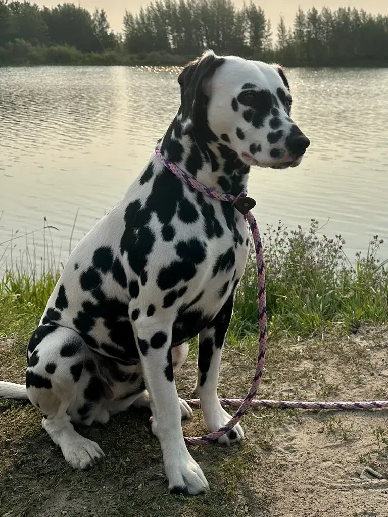Photo d'un chien de race Dalmatien