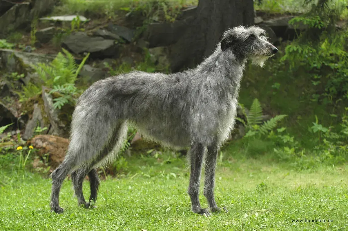 Photo d'un chien de race Lévrier écossais