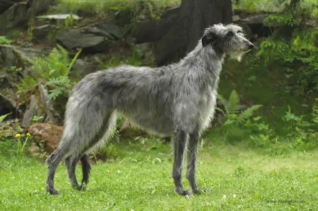 Photo d'un chien de race Lévrier écossais