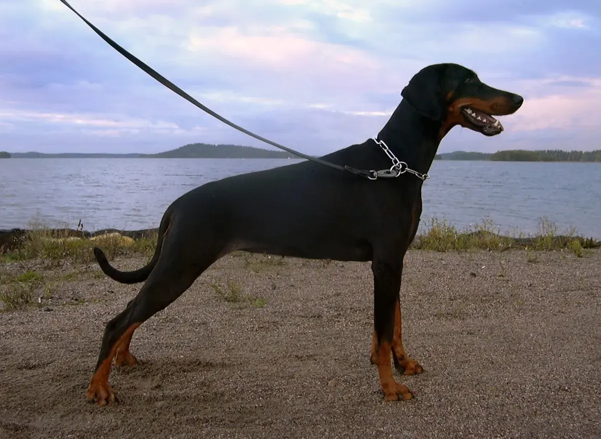 Photo d'un chien de race Dobermann