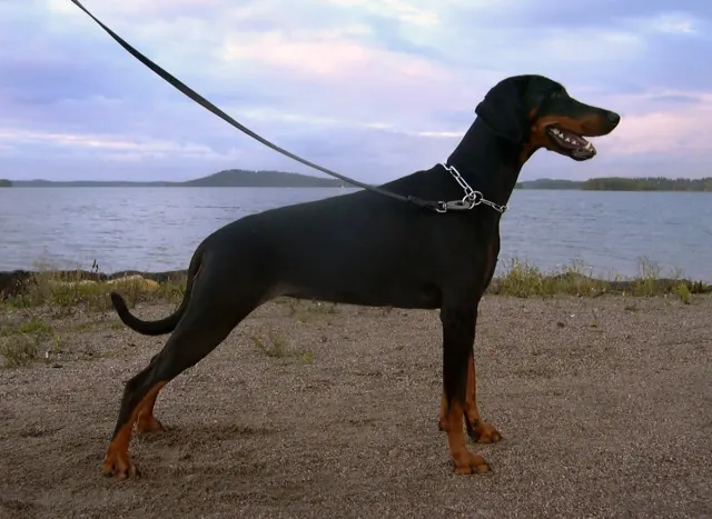Photo d'un chien de race Dobermann