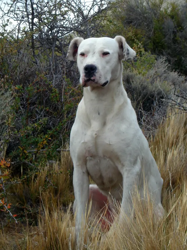 Photo d'un chien de race Dogue argentin