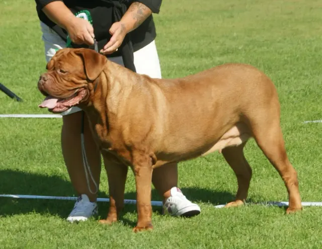 Photo d'un chien de race Dogue de Bordeaux