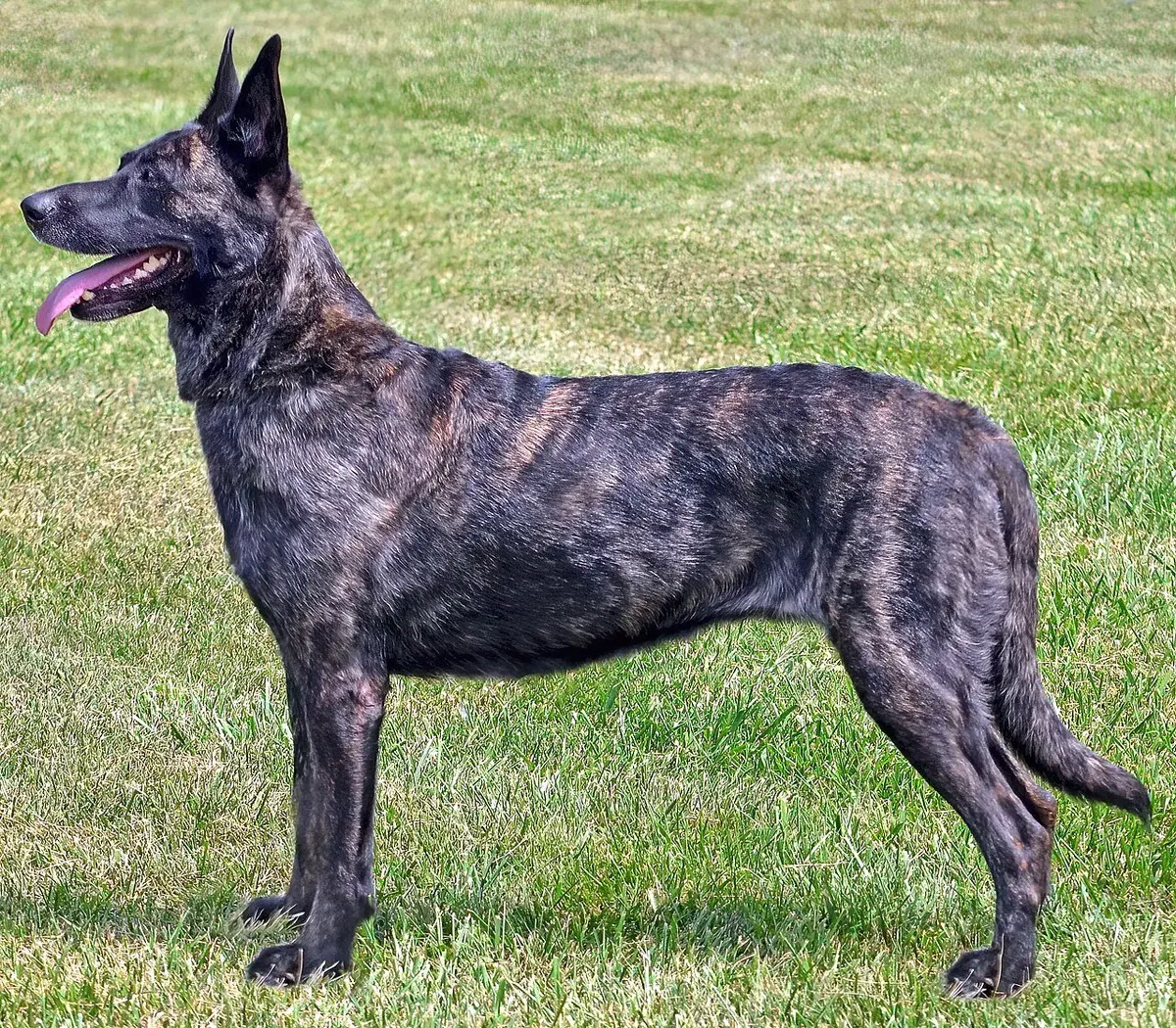 Photo d'un chien de race Berger hollandais