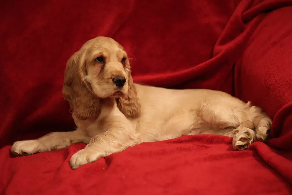 Photo d'un chien de race Cocker anglais