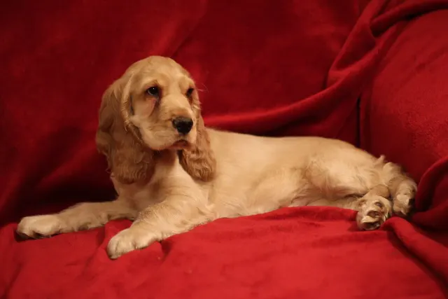 Photo d'un chien de race Cocker anglais