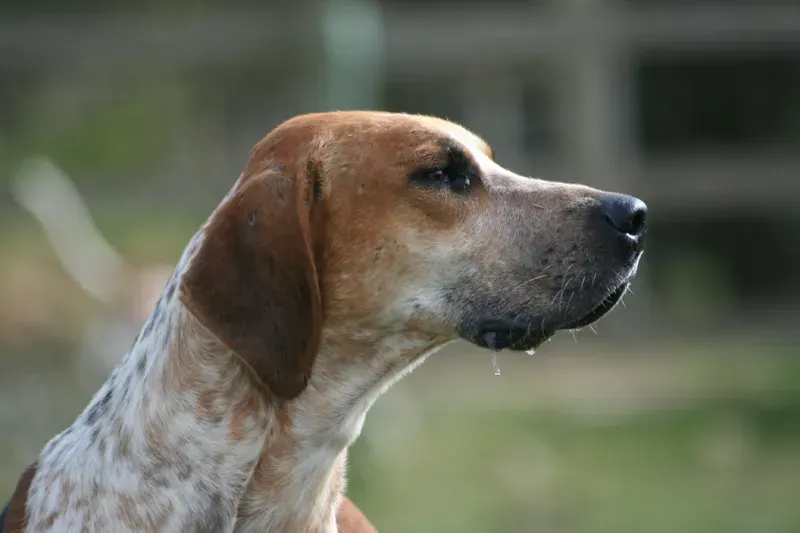 Photo d'un chien de race Foxhound anglais