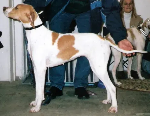 Photo d'un chien de race Pointer anglais