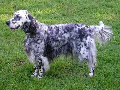 Photo d'un chien de race Setter anglais
