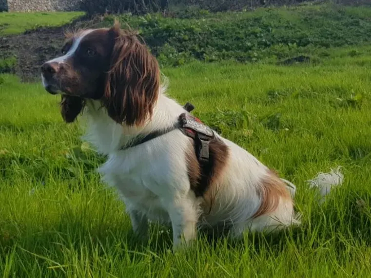 Photo d'un chien de race Springer anglais