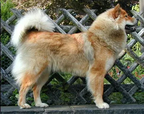 Photo d'un chien de race Eurasier