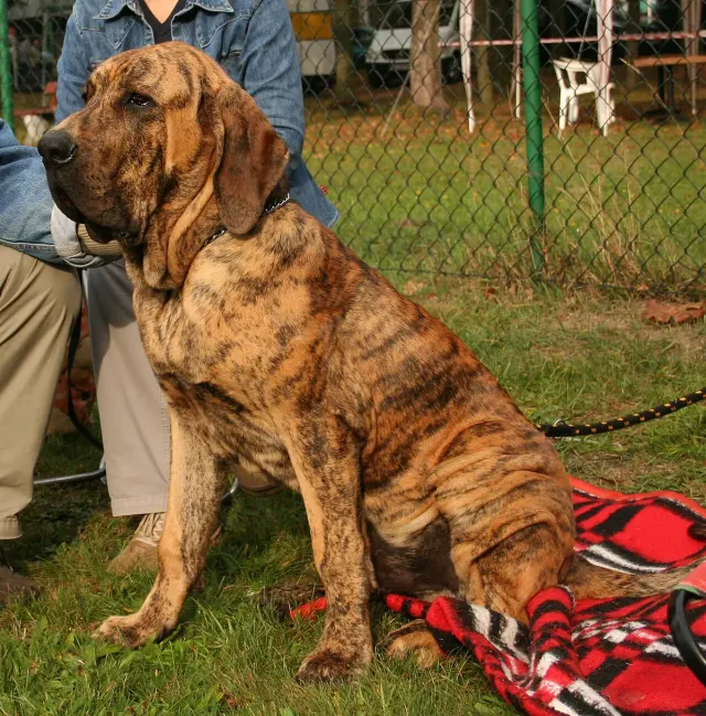 Photo d'un chien de race Fila brasileiro