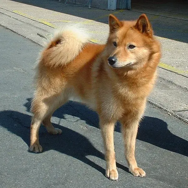 Photo d'un chien de race Spitz finlandais