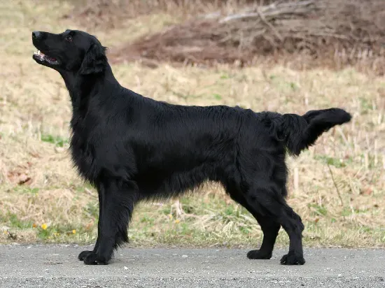 Photo d'un chien de race Retriever à poil plat